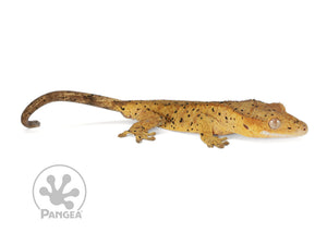 Juvenile Male Super Dalmatian Crested Gecko, fired up, facing right, full right side view. 0736