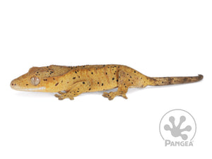 Juvenile Male Super Dalmatian Crested Gecko, fired up, facing left, full left side view. 0736