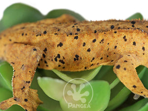 Juvenile Male Super Dalmatian Crested Gecko, fired up, facing right, close up of the right laterals. 0736