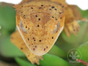 Juvenile Male Super Dalmatian Crested Gecko, fired up, facing front, close up of the face. 0736