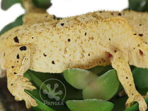 Male Cream Flame Dalmatian Crested Gecko, fired up, facing right, close up of the right laterals. 0737