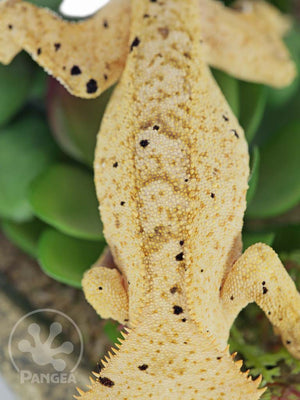 Male Cream Flame Dalmatian Crested Gecko, fired up, facing front and downward, close up of the dorsal. 0737