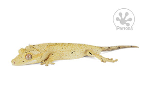 Male Cream Flame Dalmatian Crested Gecko, fired up, facing left, full left side view. 0737
