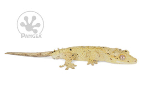Male Cream Flame Dalmatian Crested Gecko, fired up, facing right, full right side view. 0737