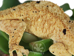 Male Tailless Brindle Dalmatian Crested Gecko Cr-042420-0735