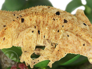 Male Tailless Brindle Dalmatian Crested Gecko, fired up, facing left, close up of the left laterals. 0735