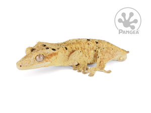 Male Tailless Brindle Dalmatian Crested Gecko, fired up, facing left, full left side view. 0735