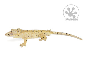 Male Dalmatian Crested Gecko, not fired up, facing left, full left side view. 0744