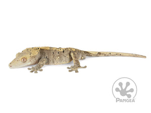 Male Flame Dalmatian Crested Gecko, not fired up, facing left, full left side view. 0745
