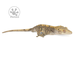 Male Flame Dalmatian Crested Gecko, not fired up, facing right, full right side view. 0745