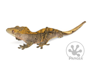 Male Flame Dalmatian Crested Gecko, fired up, facing left, full left side view. 0745