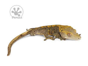 Male Flame Dalmatian Crested Gecko, fired up, facing right, full right side view. 0745