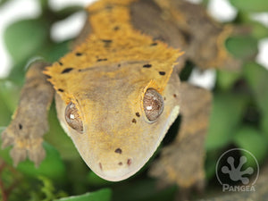 Male Flame Dalmatian Crested Gecko, fired up, facing front, close up of the face. 0745