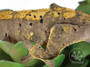 Male Flame Dalmatian Crested Gecko, fired up, facing left, close up of the left side and laterals. 0745