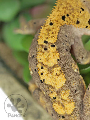 Male Flame Dalmatian Crested Gecko, fired up, facing rear and curved to the right, close up of the dorsal. 0745