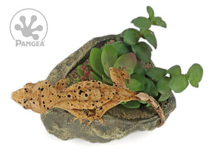 Male Dalmatian Crested Gecko, fired up, facing left, full dorsal side view. 0744