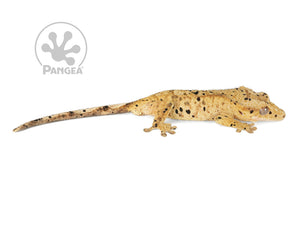 Male Dalmatian Crested Gecko, fired up, facing right, full right side view. 0744