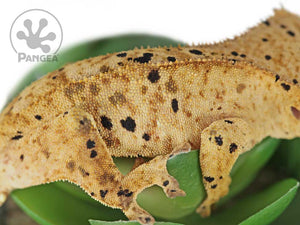 Male Dalmatian Crested Gecko, fired up, facing right, close up of the right laterals. 0744