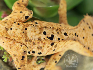 Male Dalmatian Crested Gecko, fired up, facing right, close up of the dorsal. 0744