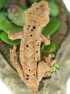 Juvenile Female Tailless Brindle Dalmatian Crested Gecko, fired up, facing rear, close up of the whole gecko and dorsal. 0747