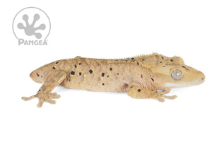 Juvenile Female Tailless Brindle Dalmatian Crested Gecko, fired up, facing right, full right side of gecko in view. 0747