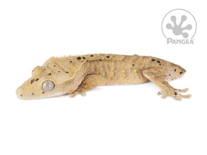 Juvenile Female Tailless Brindle Dalmatian Crested Gecko, fired up, facing left, full left side view. 0747
