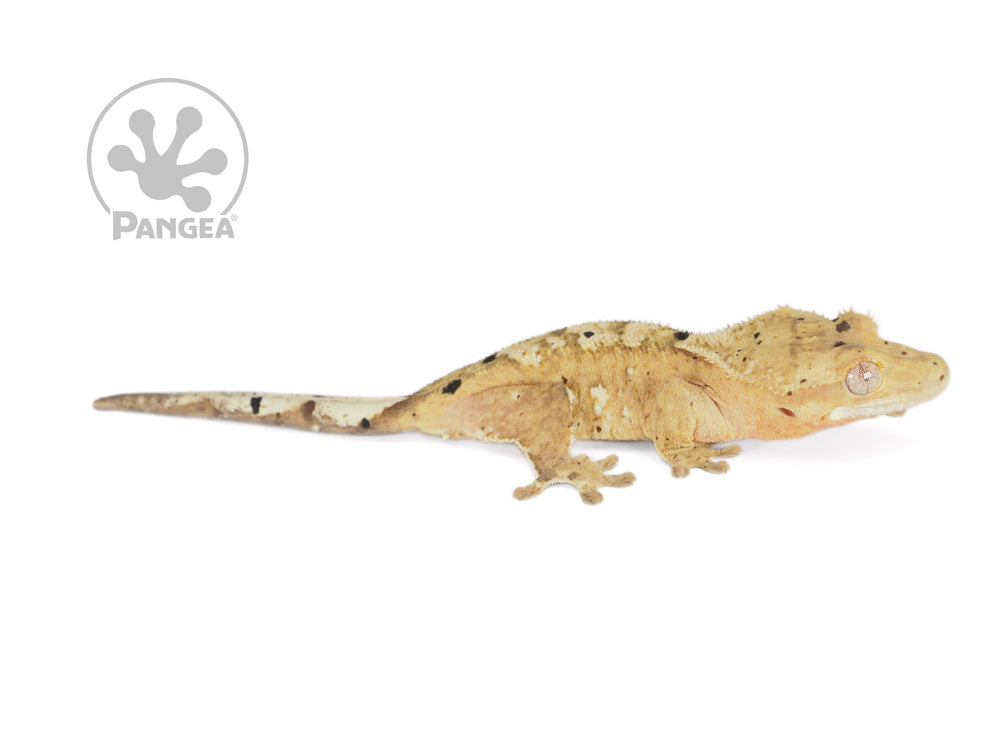 Female Flame Dalmatian Crested Gecko, fired up, facing right, full right side view. 0748