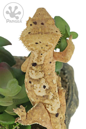 Female Flame Dalmatian Crested Gecko, fired up, facing rear, close up of the dorsal. 0748