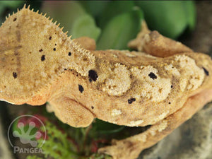Female Flame Dalmatian Crested Gecko, fired up, facing left, close up of the back of the head, dorsal and partial view of the left laterals. 0748