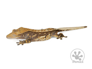 Female Pinstripe Crested Gecko, fired up, facing left, full left side view. 0751