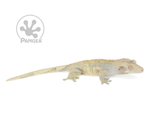 Male Drippy Dark Base Crested Gecko, not fired up, facing right, full right side view. 0754