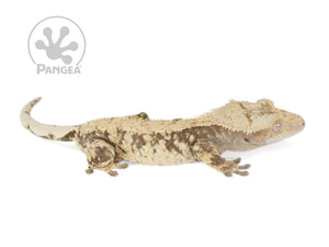 Male Drippy Extreme Crested Gecko, not fired up, facing right, full right side view. 0757