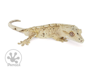 Male Flame Dalmatian Crested Gecko, not fired up, facing right, full right side view. 0756
