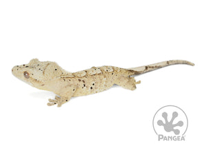 Male Flame Dalmatian Crested Gecko, not fired up, facing left, full left side view. 0756