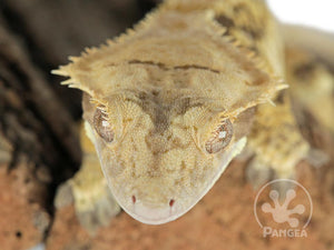 Male Lavender Base XXX Crested Gecko, fired up, facing front, close up of the face and crests. 0753