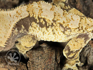 Male Lavender Base XXX Crested Gecko, fired up, facing left, close up of the left laterals and the dorsal. 0753