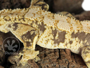 Male Lavender Base XXX Crested Gecko, fired up, facing right, close up of the right laterals, and the dorsal. 0753