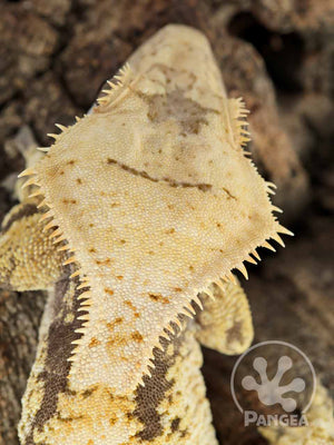 Male Lavender Base XXX Crested Gecko, fired up, facing rear, close up of the crests and head from above, top part of the dorsal is also visible. 0753