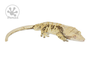 Male Lavender Base XXX Crested Gecko, fired up, facing right, full right side view of the body. 0753