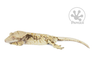 Male Lavender Base XXX Crested Gecko, fired up, facing left, full left side view. 0753