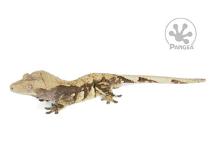 Male Drippy Dark Base Crested Gecko, fired up, facing left, full right side view. 0754