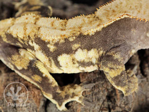Male Drippy Dark Base Crested Gecko, fired up, facing right, close up of the right laterals. 0754