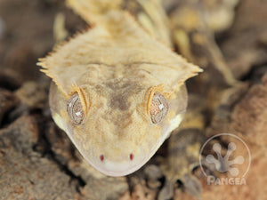 Male Drippy Dark Base Crested Gecko, fired up, facing front, close up of the face and crests. 0754