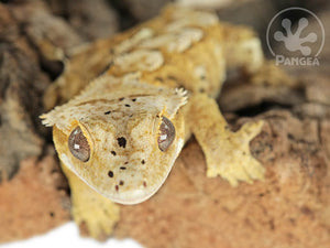 Male Flame Dalmatian Crested Gecko, fired up, facing front, close up of the face, partial view of the left laterals and of the dorsal. 0756