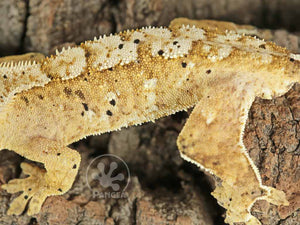 Male Flame Dalmatian Crested Gecko, fired up, facing left, close up of the left laterals. 0756