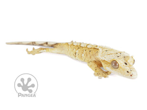 Male Flame Dalmatian Crested Gecko, fired up, facing right, full right side view of the gecko. 0756