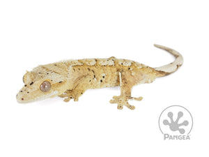 Male Flame Dalmatian Crested Gecko, fired up, facing left, full left side view. 0756