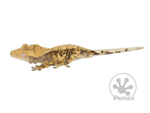 Male Drippy Extreme Crested Gecko, fired up, facing left, full left side view. 0757