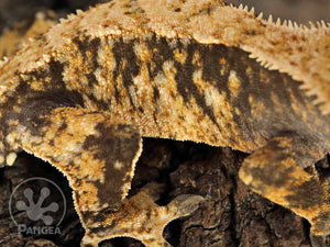 Male Drippy Extreme Crested Gecko, fired up, facing right, close up of the right laterals. 0757