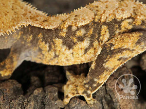 Male Drippy Extreme Crested Gecko, fired up, facing left, close up of the left laterals. 0757